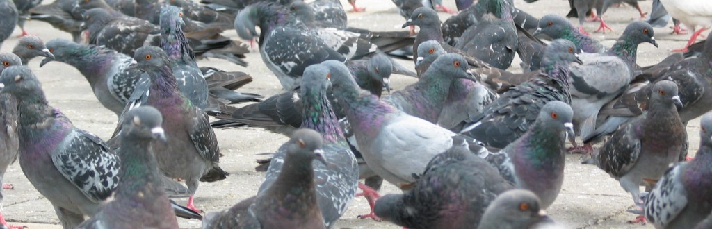 Les consommateurs non plus n'aiment pas être pris pour des pigeons (photo © GPouzin)