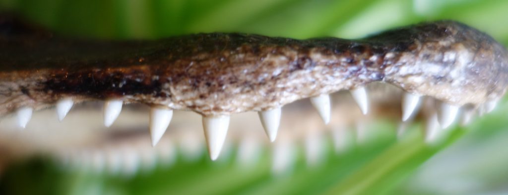 Le trading sur devises Forex : un appât pour escroquer les épargnants en faisant miroiter de faux gains faciles (photo © GPouzin)