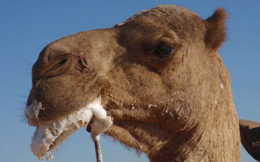 Comme bien des coupables, et malgré les évidences, le chameau nie. (photo © GPouzin)