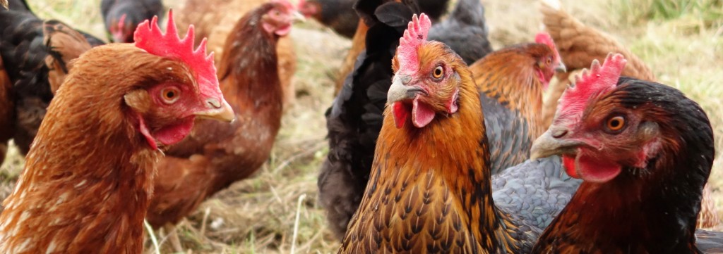 Les volailles du Forex plument une seconde fois leurs victimes en se faisant passer pour des poulets, c'est quand gonflé !  (photo © GPouzin)
